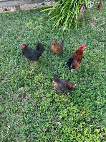 The Grateful Farmhouse gallery image 4