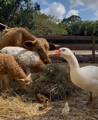 The Grateful Farmhouse