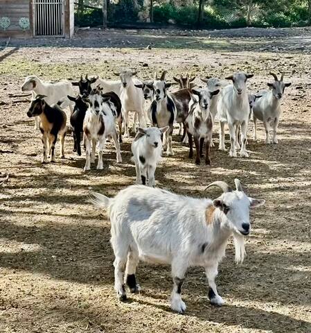 The Grateful Farmhouse gallery image 3