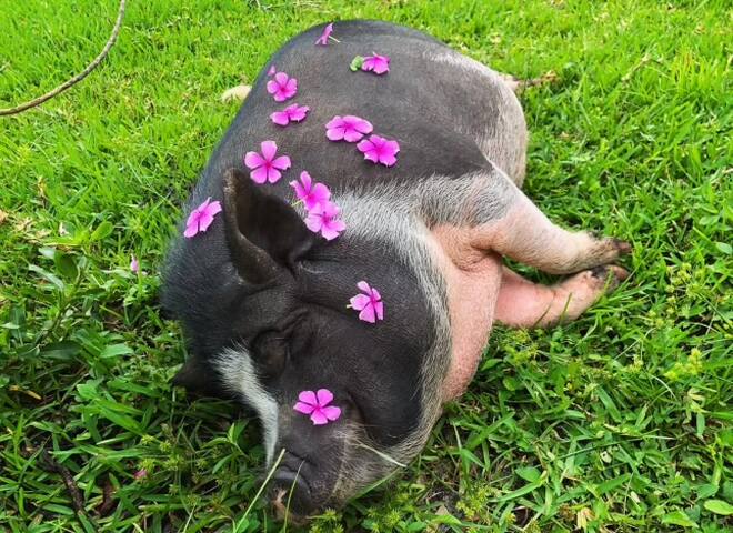 The Grateful Farmhouse gallery image 2