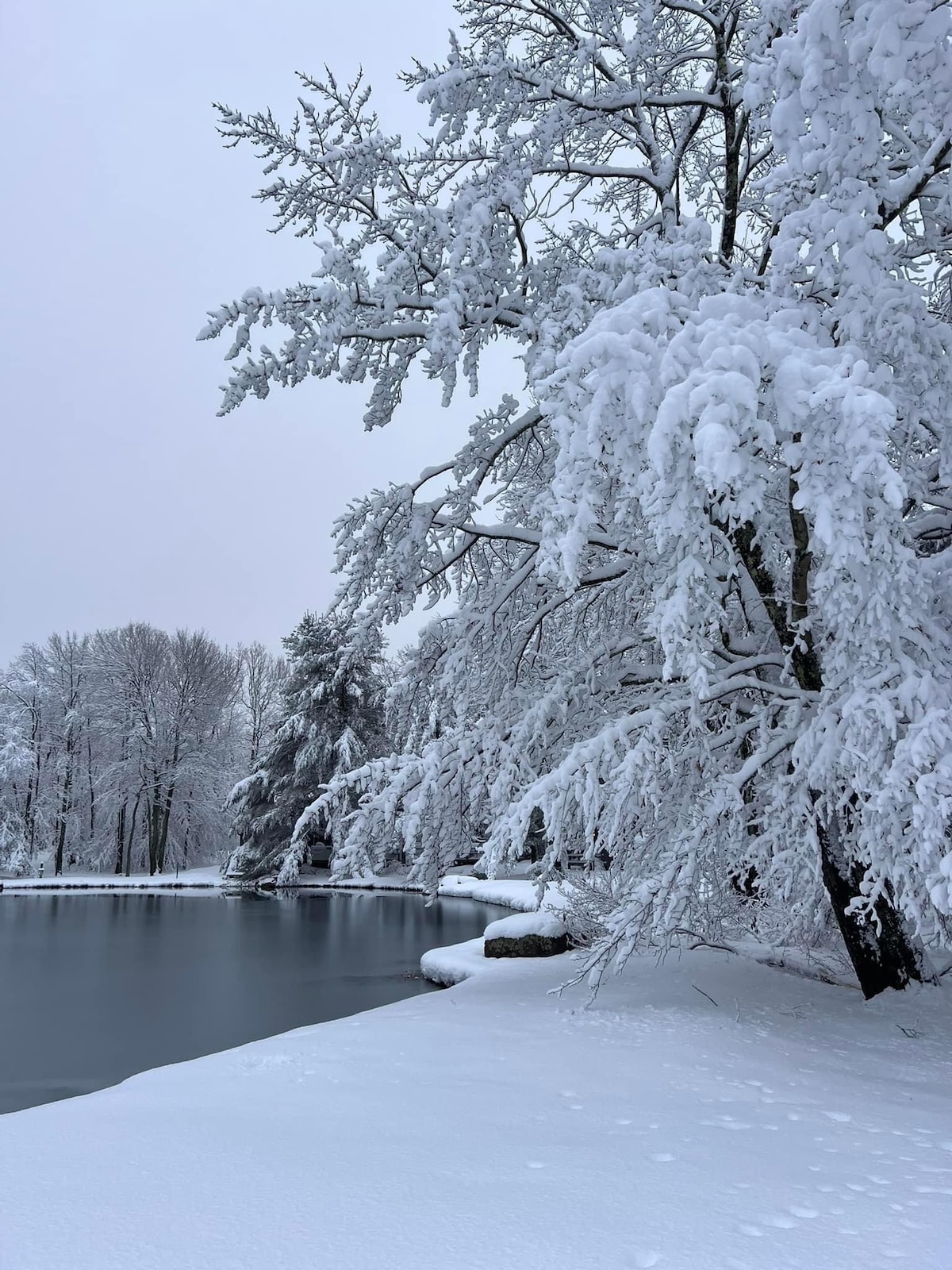 A serene winter landscape is captured, featuring snow-covered trees lining a calm, icy pond. The ground is blanketed in fresh snow, with gentle contours marking the water's edge. Soft gray tones dominate the scene, with a tranquil atmosphere conveyed through the surrounding woods.