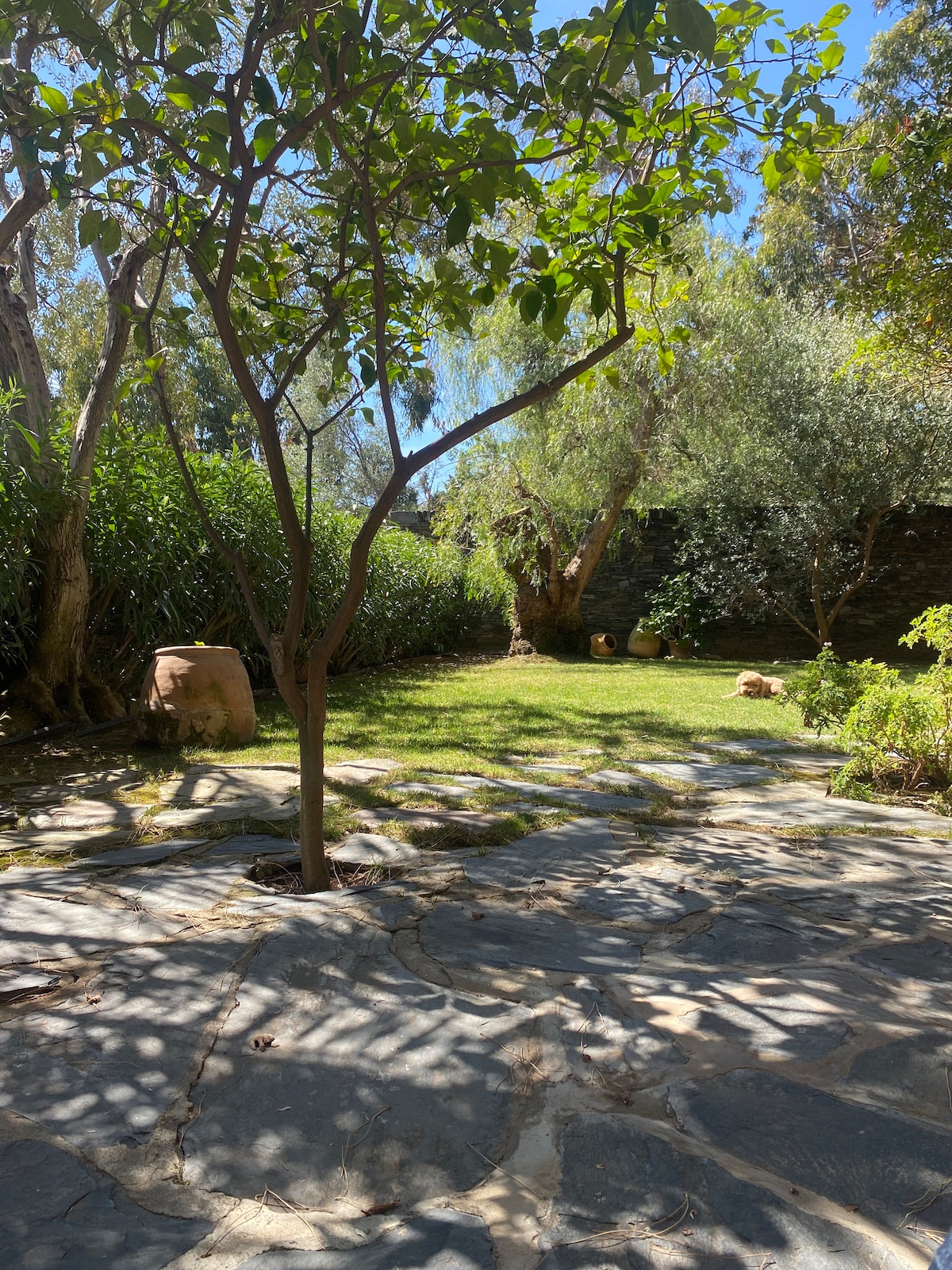 A serene garden space is highlighted, featuring greenery and stone pathways. A young tree provides shade on the grass-covered area, while various plants create a natural enclosure. Soft sunlight filters through, casting gentle shadows on the stone surface.