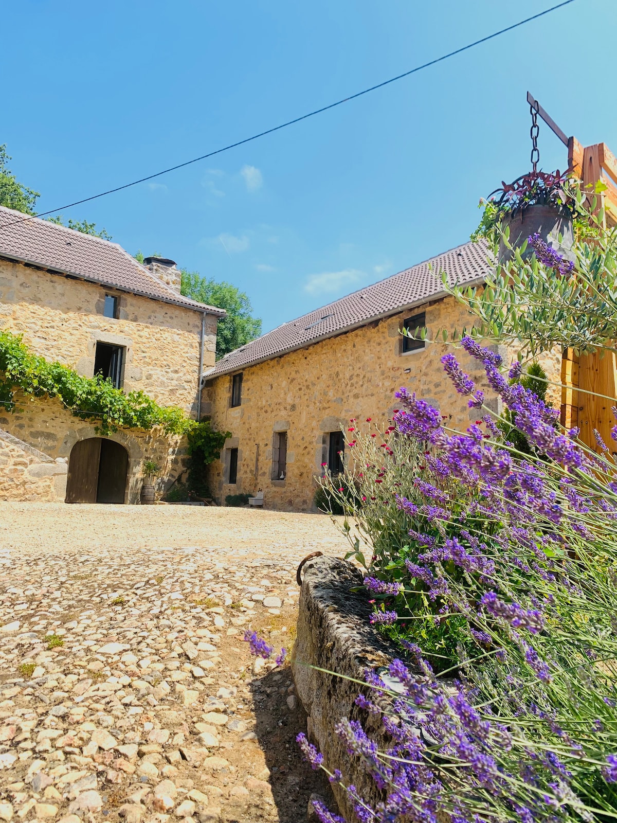 A tranquil courtyard is surrounded by stone buildings featuring a mix of windows and doors. Lush lavender blooms line the edge, adding color and natural beauty. The cobblestone path leads through the inviting space, with greenery providing shade and a serene ambiance.