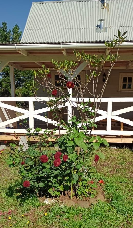A young tree with budding leaves stands near a cluster of vibrant red flowers, creating a natural focal point in the garden. The house is partially visible in the background, showcasing a white railing and a sunny, clear sky overhead.