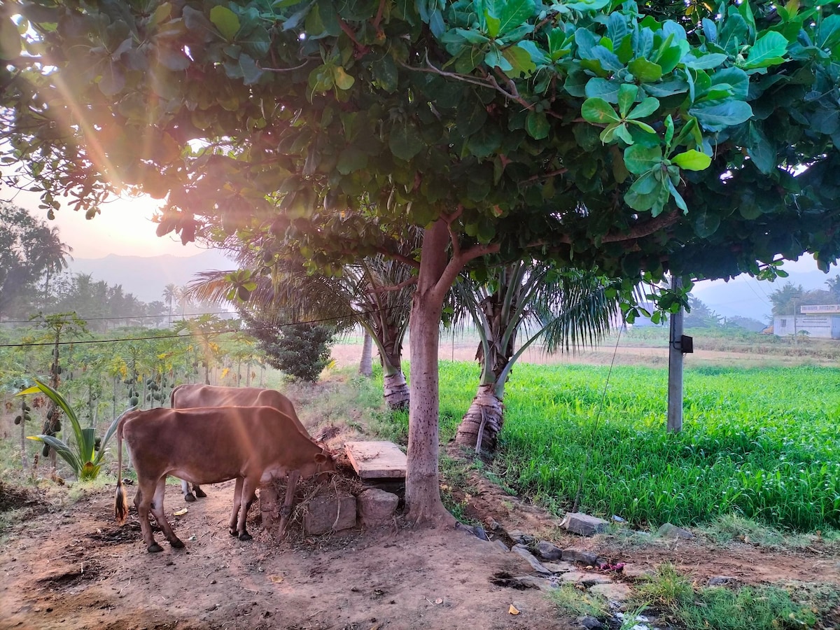 Two cows are grazing near a large tree, providing shade in a peaceful outdoor setting. Tall green grass and crops fill the background, contributing to the farm's natural environment. Soft sunlight filters through the leaves, creating a serene atmosphere.