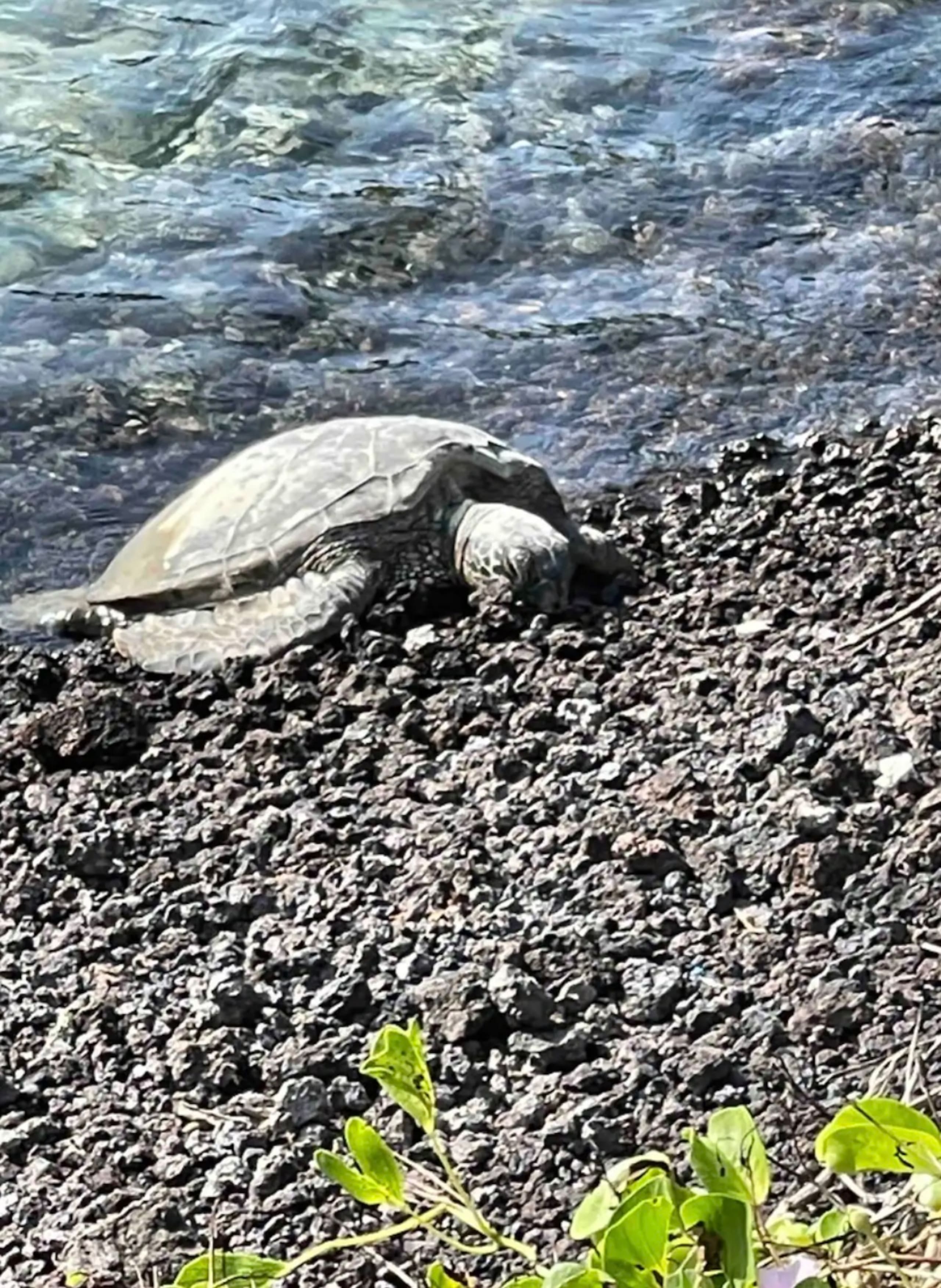 Home in Hilo · ★5.0 · 2 bedrooms · 2 shared baths - Image 42