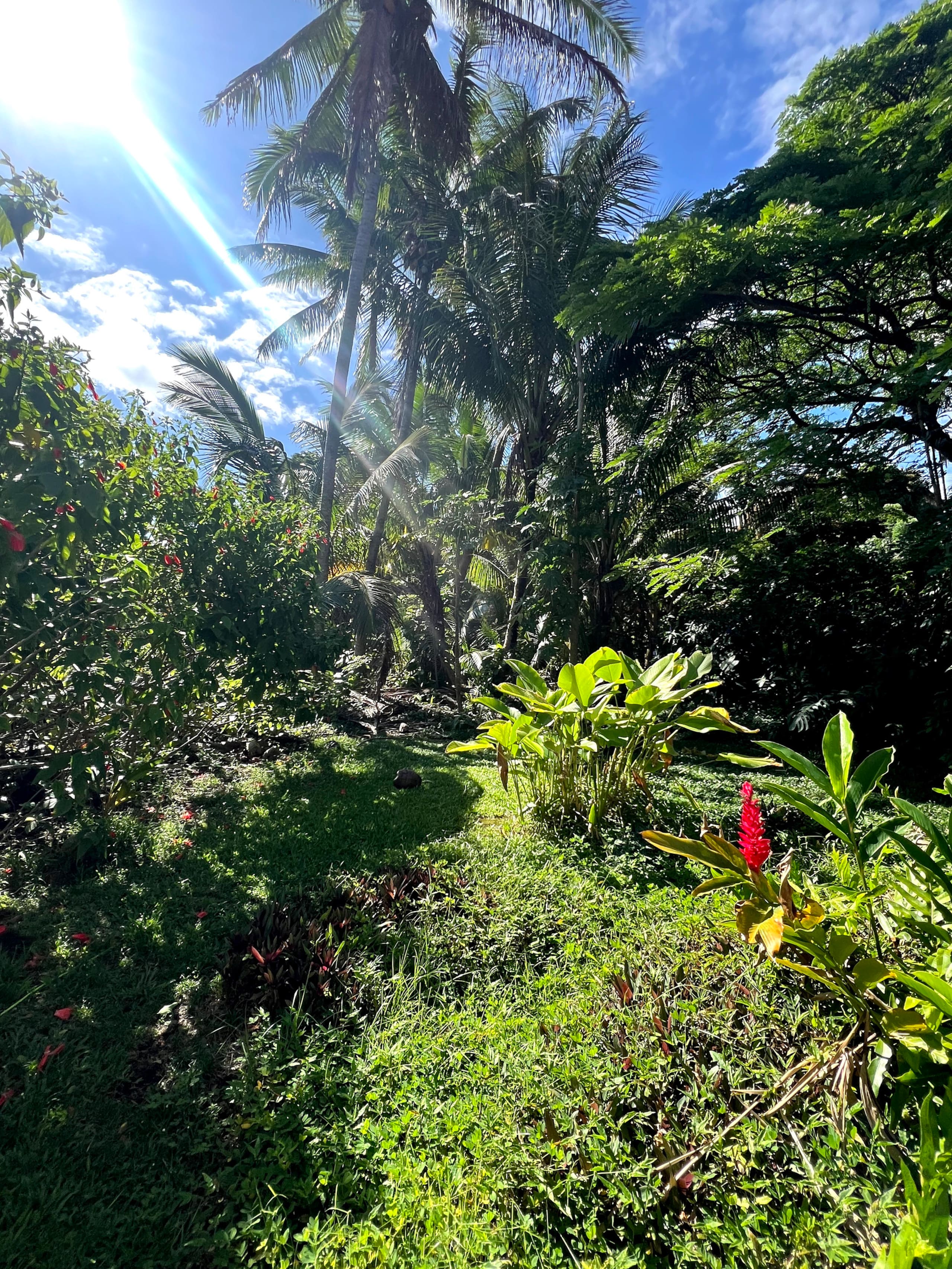 Home in Pahoa · ★4.86 · 4 bedrooms · 5 beds · 3 baths - Image 95