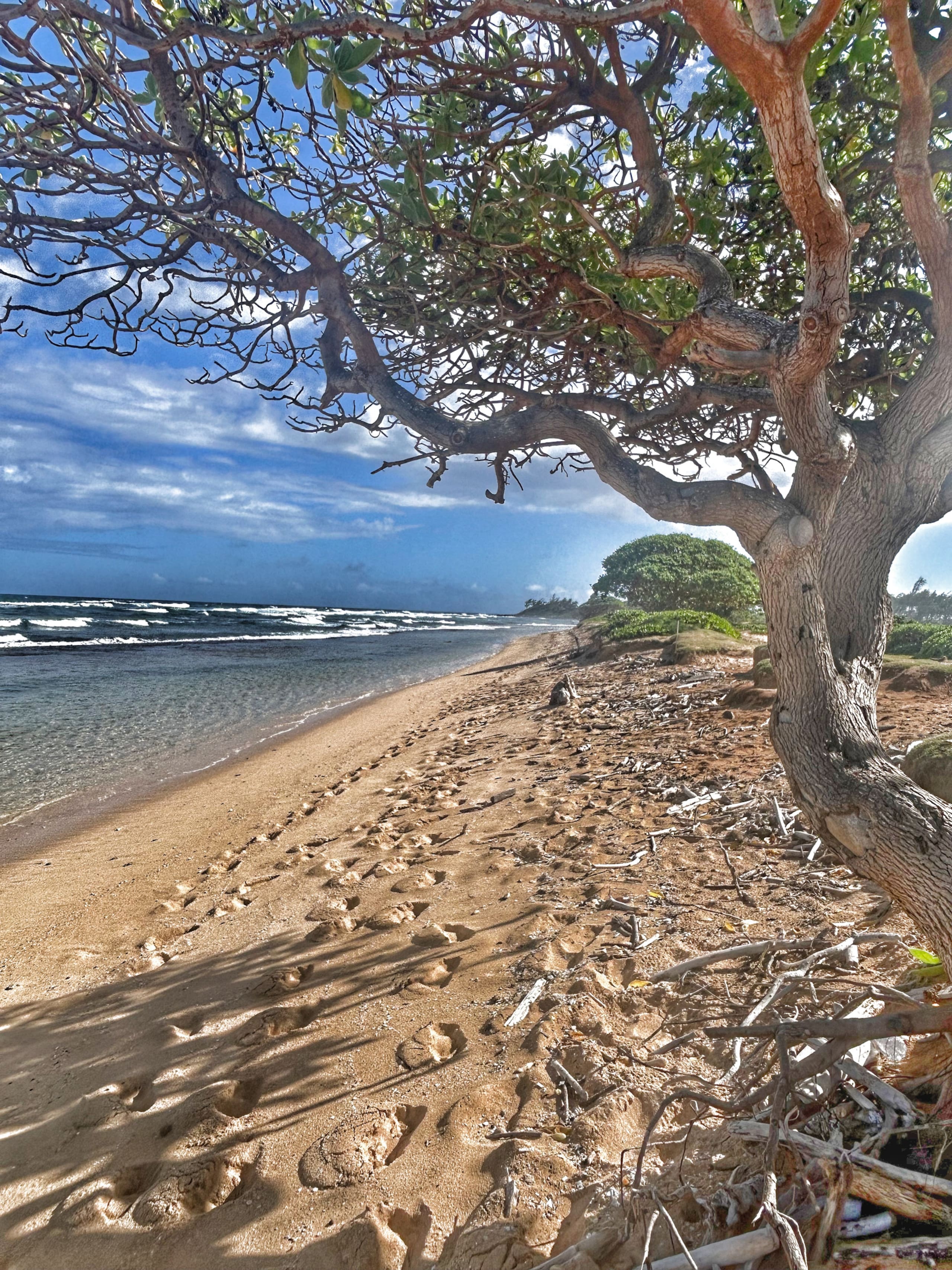 Resort in Lihue · ★4.89 · 1 bedroom · 1 bed · 1 private bath - Image 34