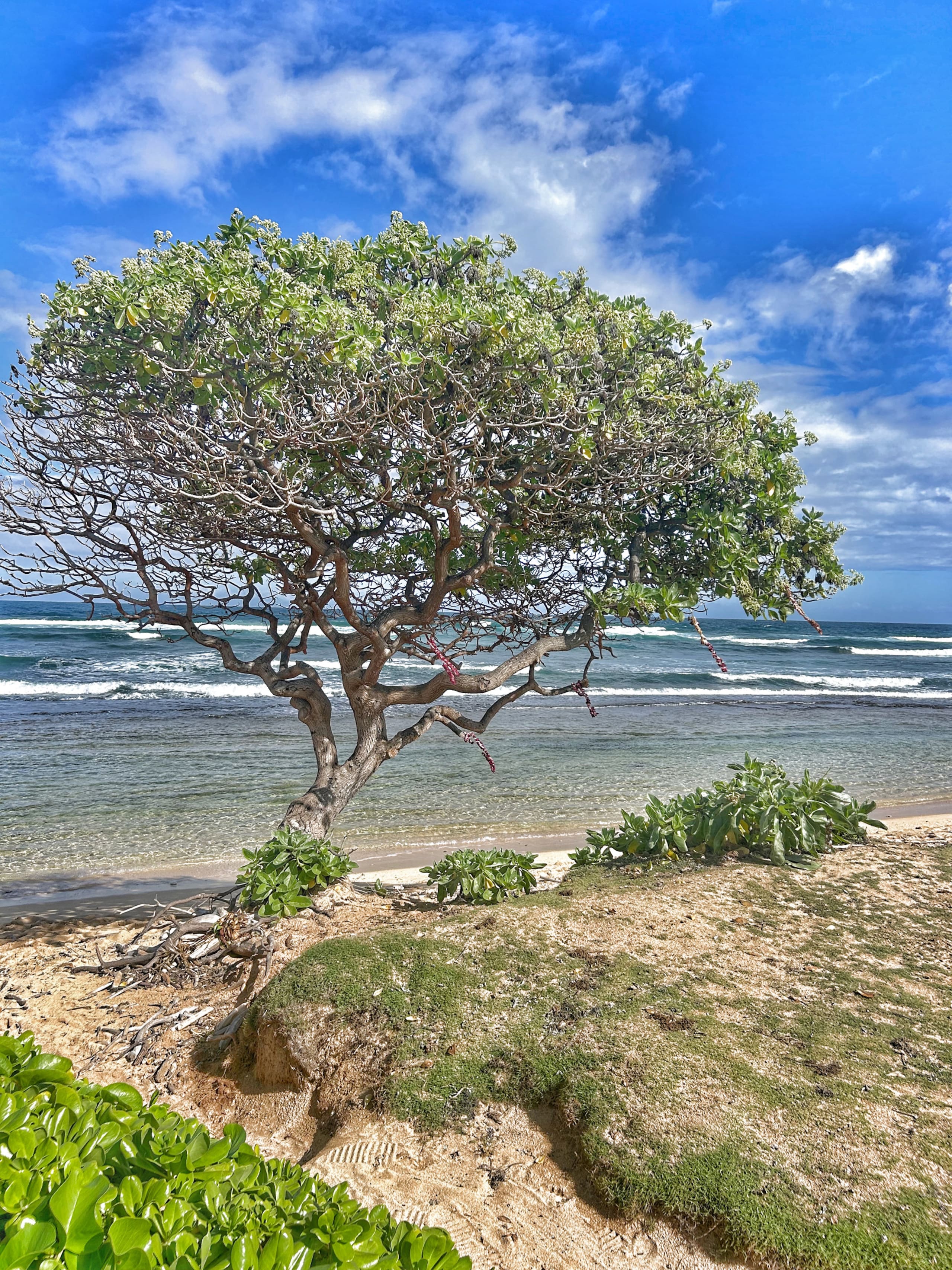 Resort in Lihue · ★4.89 · 1 bedroom · 1 bed · 1 private bath - Image 35