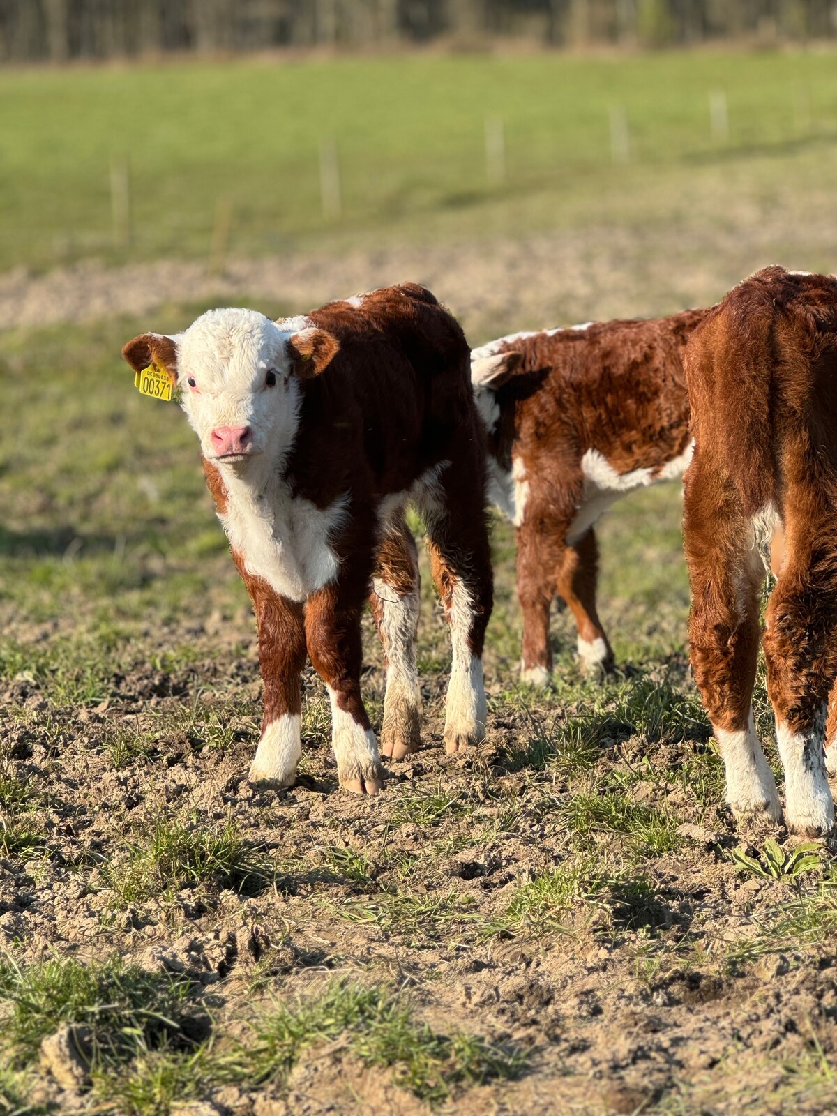 Calves are seen in a grassy field, with one prominently featured in the foreground. The calf has a white face and brown body, marked with white patches. The background consists of a lush green pasture and a fence line, depicting the rural setting of the farm.