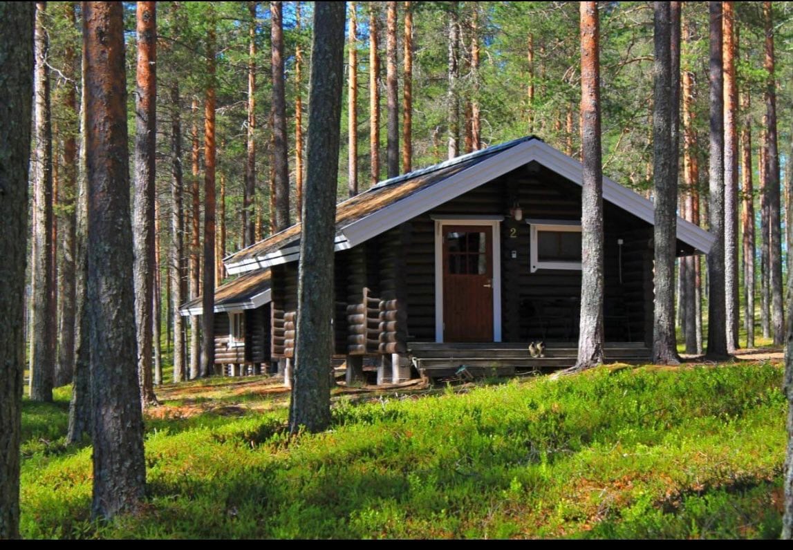 A timber chalet is nestled among tall pine trees, featuring a sloped roof and a welcoming entrance. The surrounding area showcases a carpet of green undergrowth, providing a natural and peaceful setting. The cabin's porch offers shaded space, enhancing its secluded ambiance.