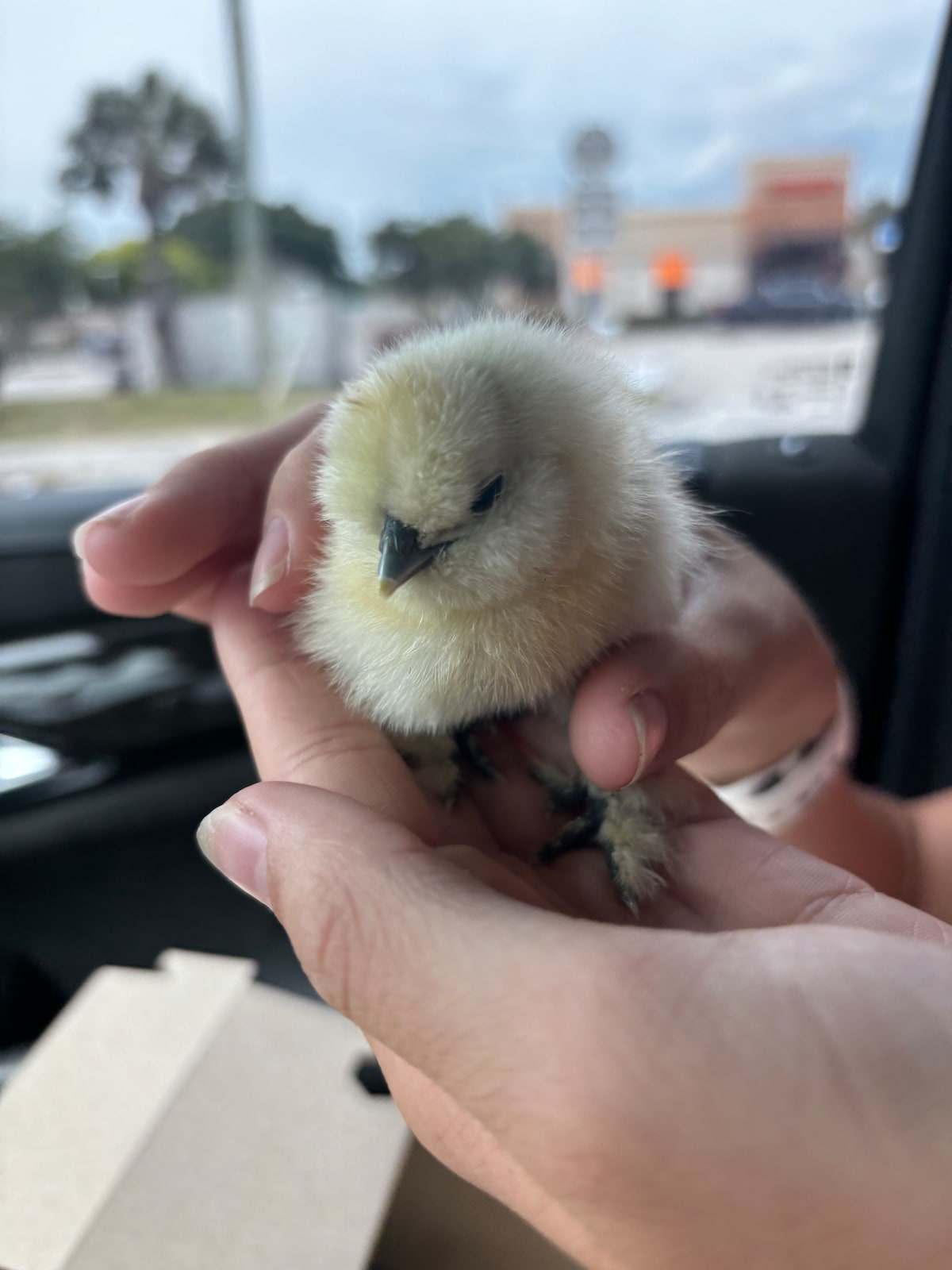 A small, fluffy chick is held gently in a person's hand. The chick has soft yellow feathers and a small beak, with tiny feet visible. The background shows a blurred outdoor scene, suggesting a casual, friendly environment.