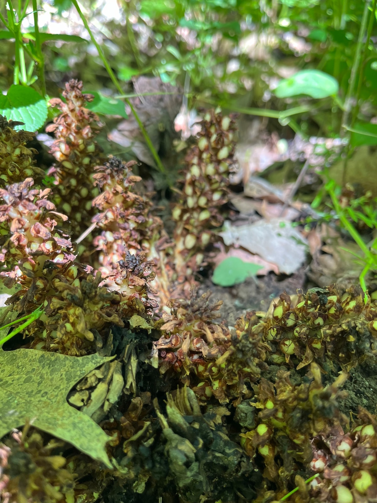 A close-up view of brownish plants emerging from the forest floor, surrounded by green foliage. The texture of the plants reveals small, clustered formations, while scattered leaves and twigs create a natural, earthy environment.