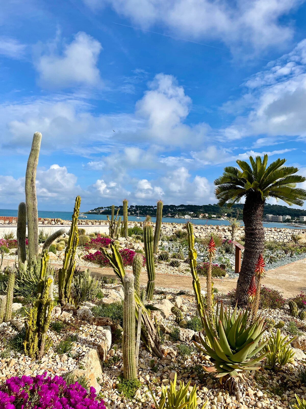 A vibrant garden features a variety of cacti and other plants, set against a backdrop of blue sky and clouds. A palm tree is visible alongside colorful flowers, with a view of the coastline in the distance, creating a serene outdoor atmosphere.