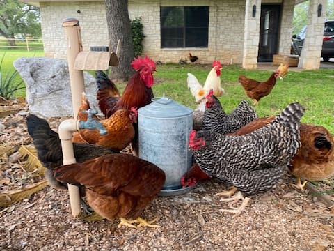 Country Farm Stay: Horses, Eggs & Quiet Near SA