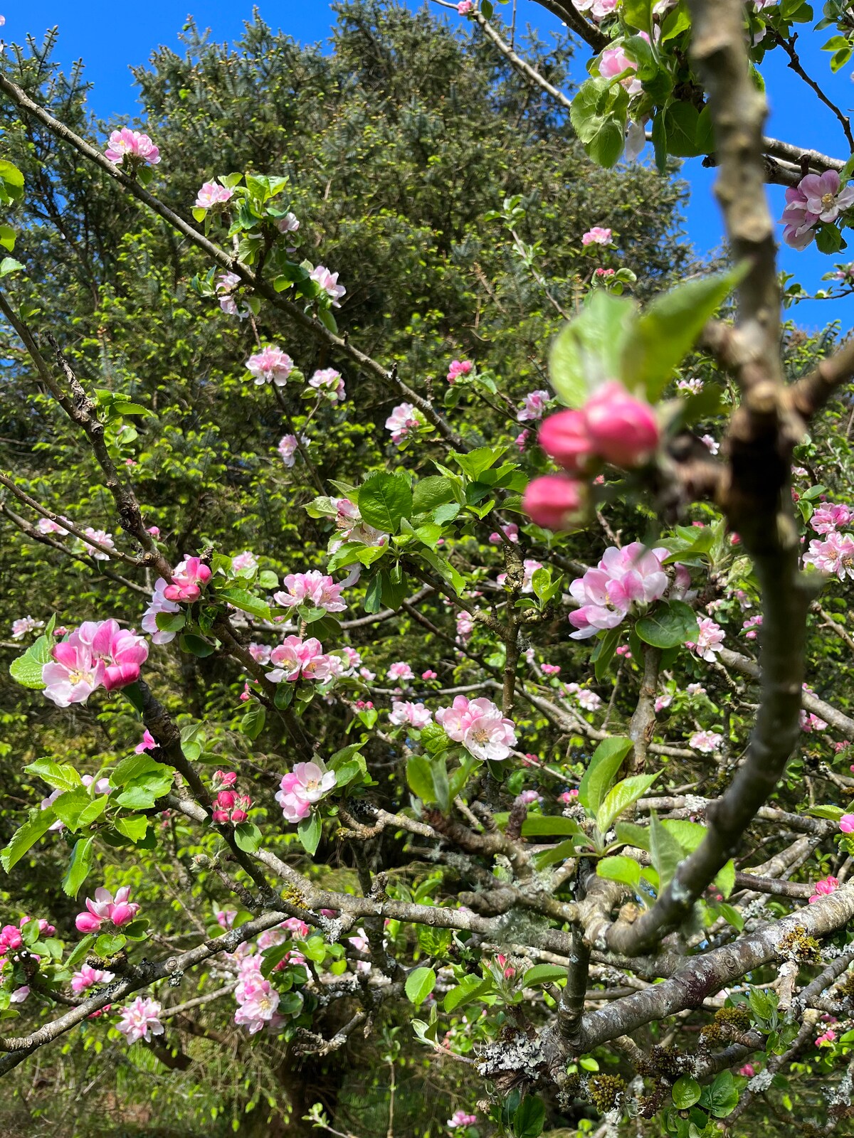 A close-up view of a flowering apple tree showcases delicate pink blossoms against a backdrop of green foliage. Sunlight filters through the leaves, enhancing the natural beauty of the vibrant pink flowers that are in full bloom.