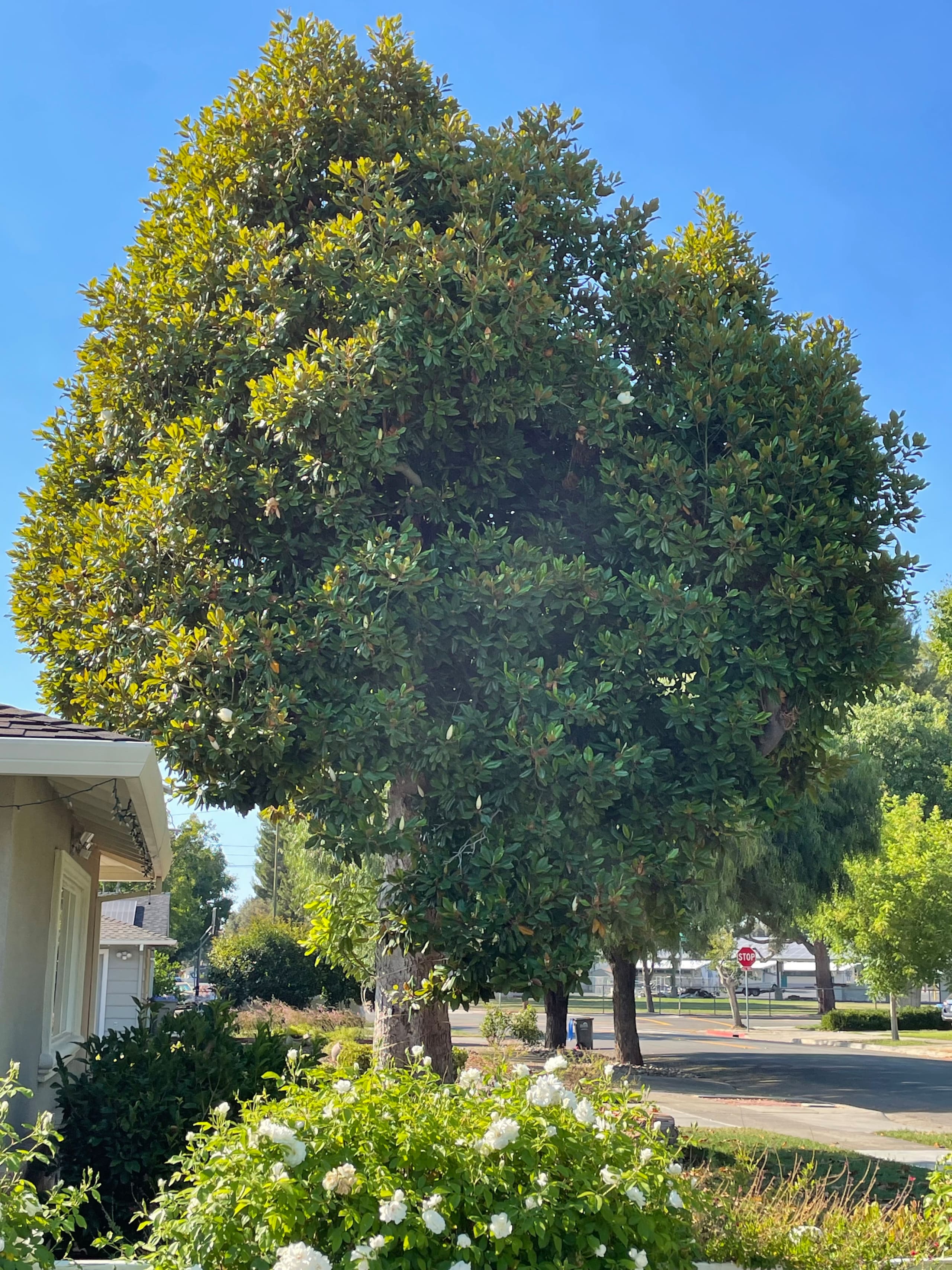 Willow Glen Family Home, Near DT & Parks - Photo 81