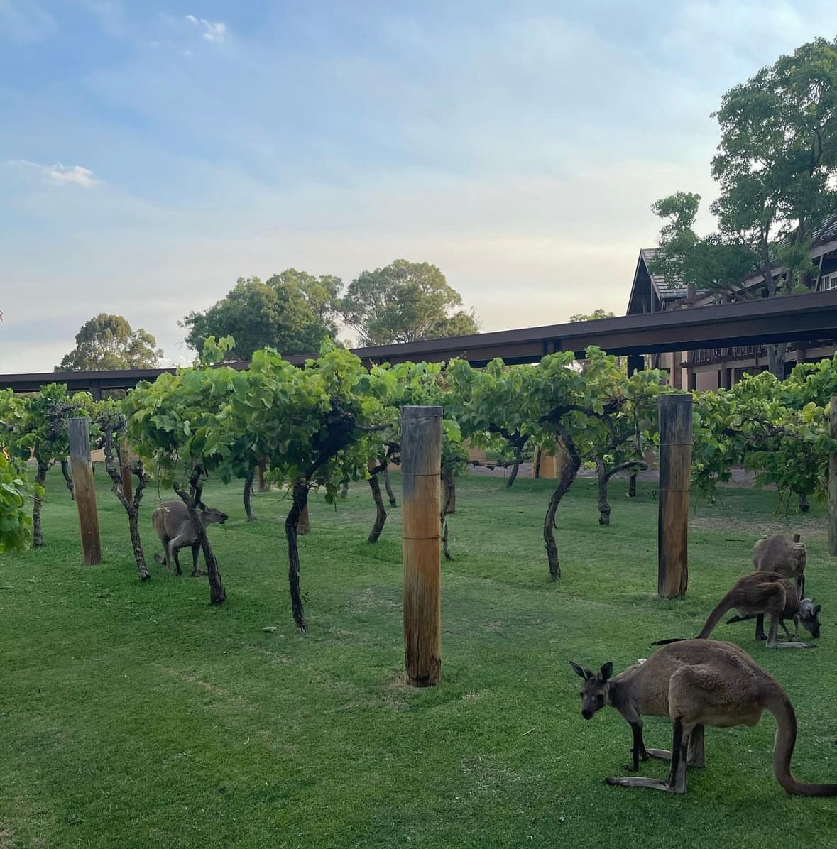Kangaroos are seen grazing among rows of lush green vines within a vineyard, surrounded by tall trees and a gentle sky. The vibrant greenery contrasts with the earthy tones of the wooden supports, creating a serene outdoor setting.