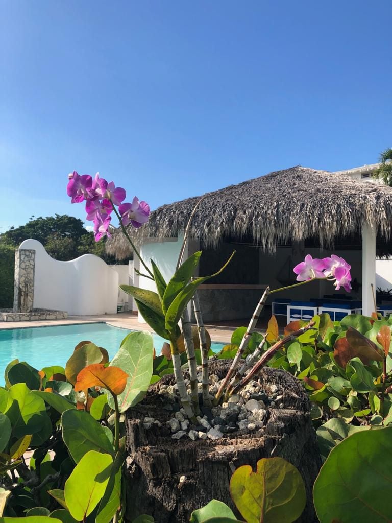 A vibrant orchid plant is presented in a natural setting, surrounded by green foliage. The background features a swimming pool, a thatched-roof structure, and clear blue skies, creating a serene outdoor atmosphere.