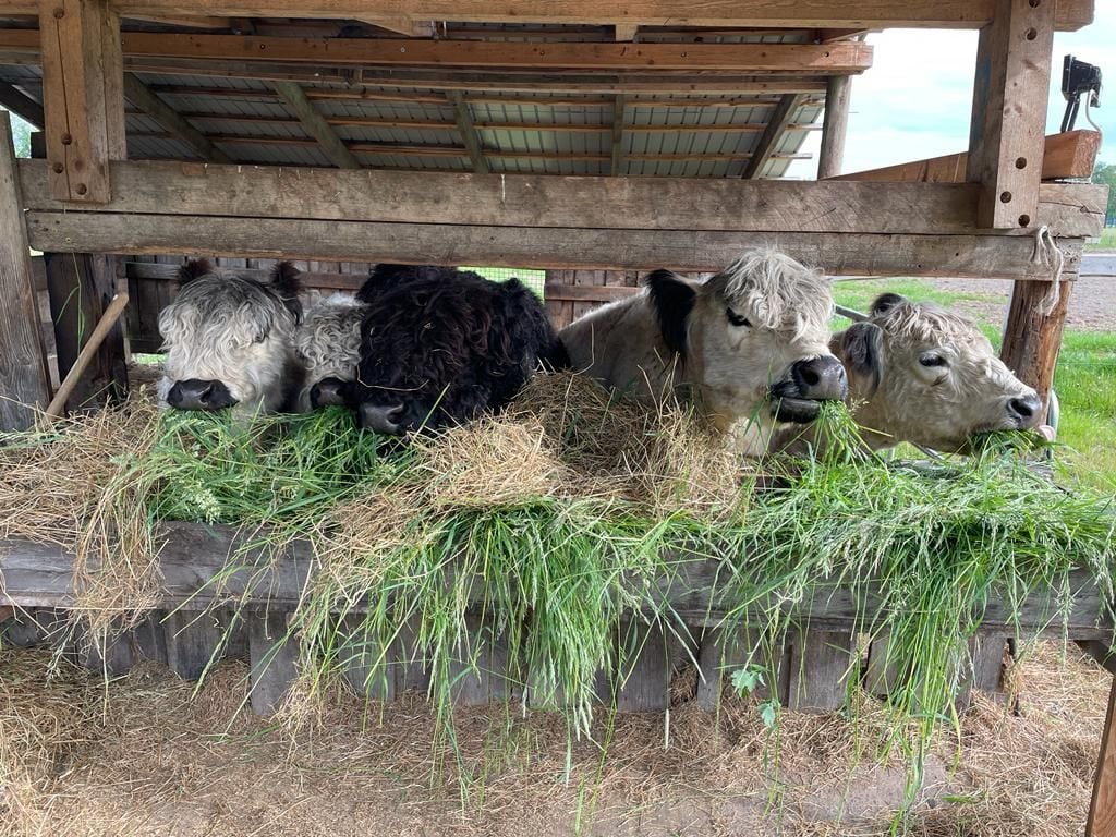 A group of five cows stands at a feeding station under a rustic wooden shelter. Each cow has distinct markings and textures in their fur, with some sporting shades of white and black. Fresh grass is being consumed, creating a lively and natural farm setting.