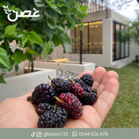 Chalet Ghosn