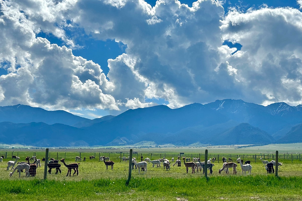 A scenic view of a grassy field filled with several alpacas grazing, framed by a backdrop of rugged mountains under a dramatic sky filled with white clouds. The vibrant landscape showcases the beauty of the surrounding nature.