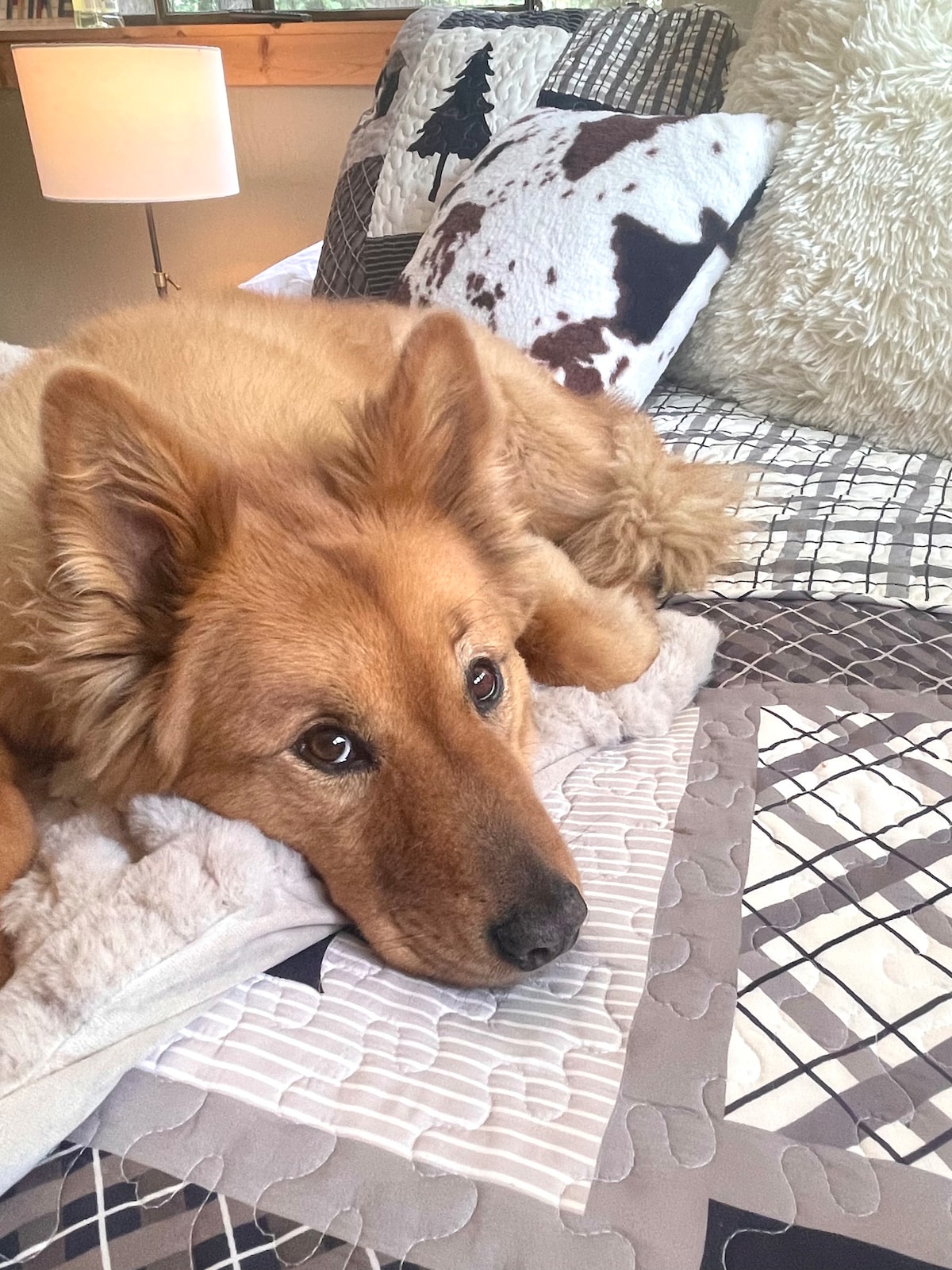 Ова е Бастер.  Неговото омилено место за спиење е „семејната спална соба“...толку многу мекост и пуф (исто како него). Ние водиме дополнителна грижа за да се осигураме дека сите влакна од кучиња се отстранети, ве молиме направете го истото! Нашите крзнени гости ќе имаат кошница за добредојде само за нив. 