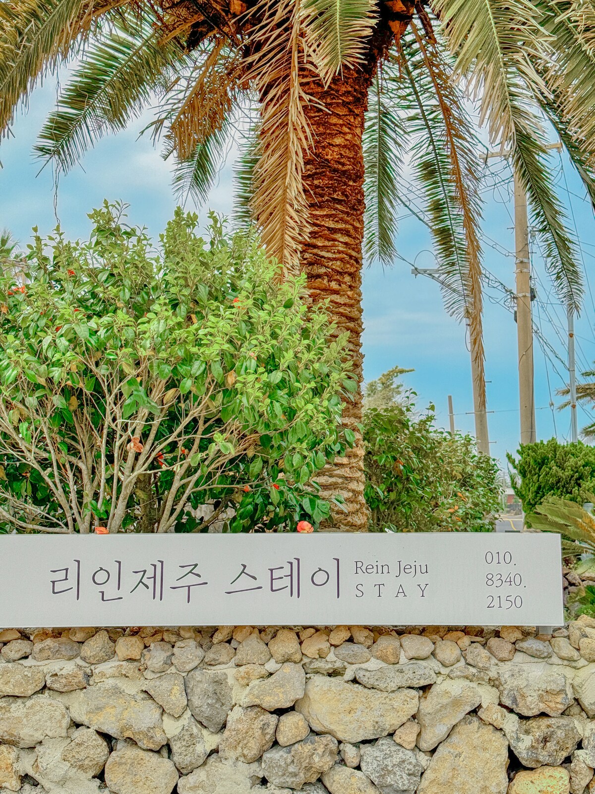 A well-maintained outdoor area features a tall palm tree alongside lush greenery. A modern sign with the name 'Rein Jeju Stay' and contact details is prominently displayed, set against a stone wall that adds texture to the welcoming entrance.