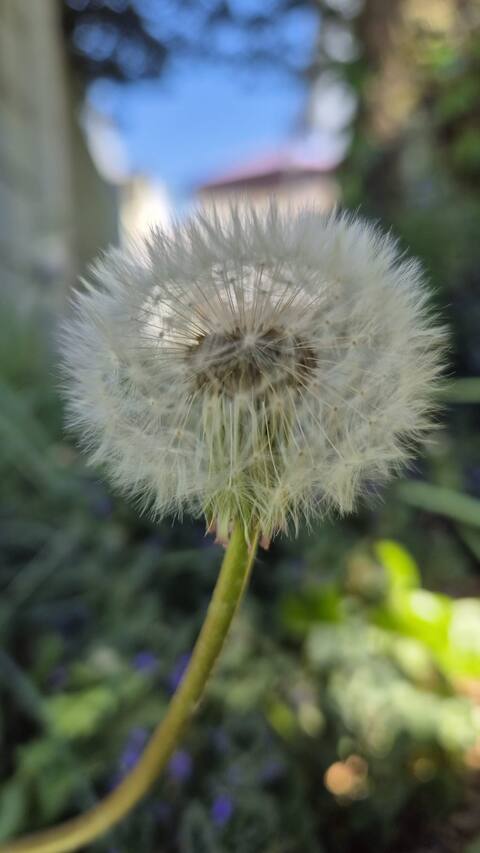Fewo Pusteblume