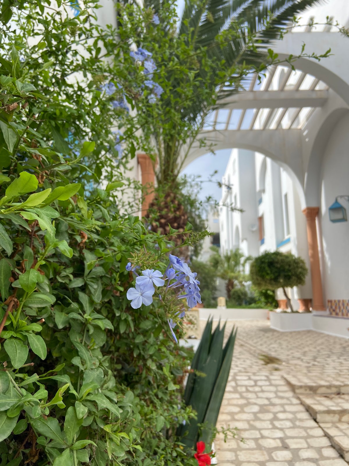 A lush pathway is lined with vibrant greenery, featuring delicate blue flowers and tropical plants. The scene is framed by whitewashed walls and an arched pergola overhead, creating a serene and inviting atmosphere. Sunlight filters through, enhancing the charming landscape.