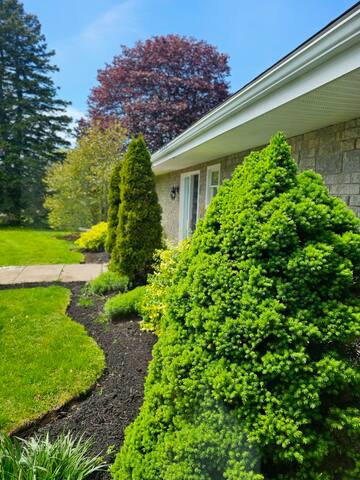 Evergreen Forest gallery image 4