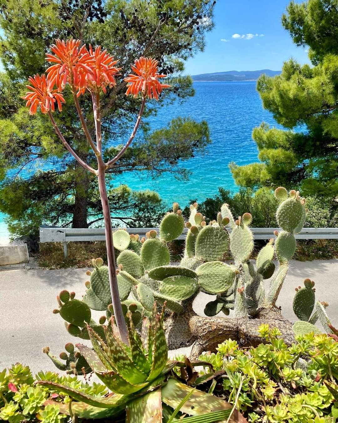A vibrant display of cacti and flowering plants is positioned in the foreground, showcasing bright orange flowers atop a tall stem. The background features a clear blue sea and lush green trees, creating a natural and serene coastal landscape.