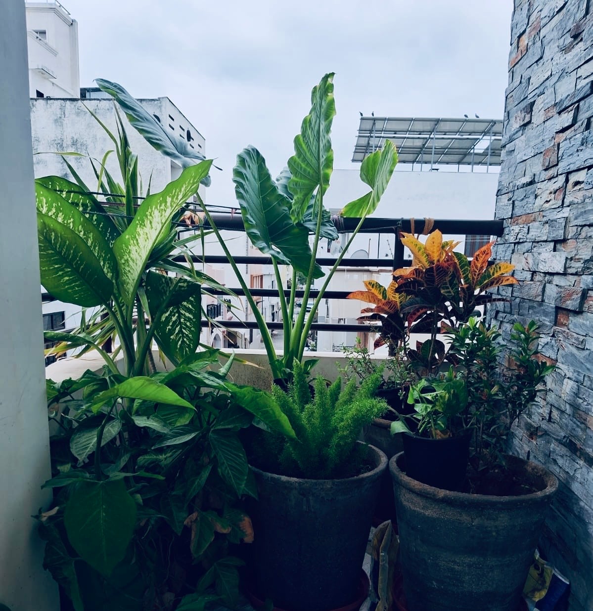 A balcony garden showcases various potted plants, including leafy greens and vibrant foliage. The arrangement features tall plants alongside smaller bushy ones, creating a lush, refreshing view. The surrounding structure is reflected in the background, enhancing the urban setting.