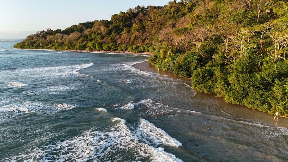 The image showcases a serene coastal landscape, where gentle waves meet a sandy shore. Lush greenery lines the coastline, and a distant forested hill rises in the background, creating a peaceful natural environment.