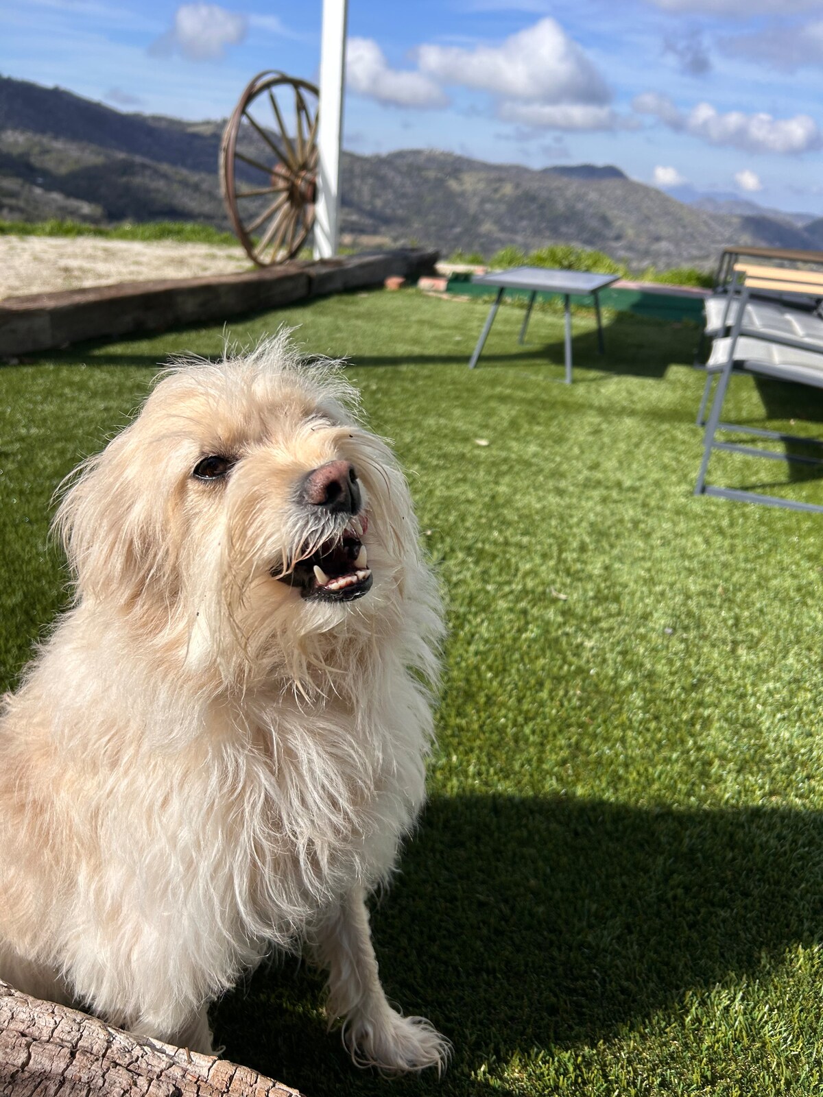 A light-colored, fluffy dog sits on lush green grass, positioned near a wooden wagon wheel. Scenic mountains are visible in the background, under a partly cloudy sky. A folding chair and small table can be seen in the distance, contributing to the outdoor space.