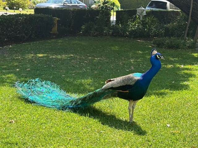 5B3B with Big Backyard