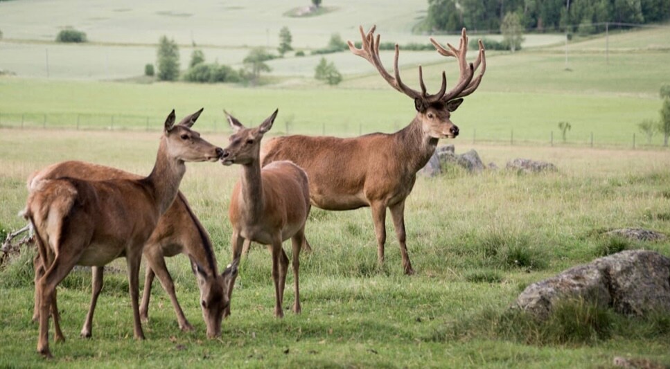 A group of deer is seen grazing in a lush green field. One male deer with large antlers stands prominently in the background, while three females are positioned nearby. The landscape features rolling hills and trees in the distance.