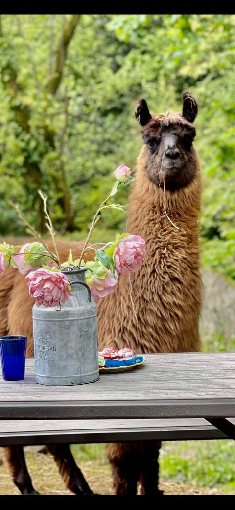 Alpaca Lodge