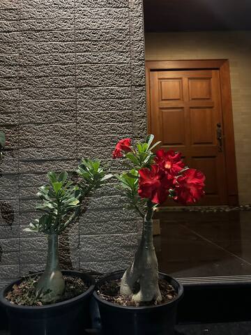 富人区素坤逸71巷曼谷壹号庄园别墅五卧五卫 订满三天以上送接机 gallery image 5