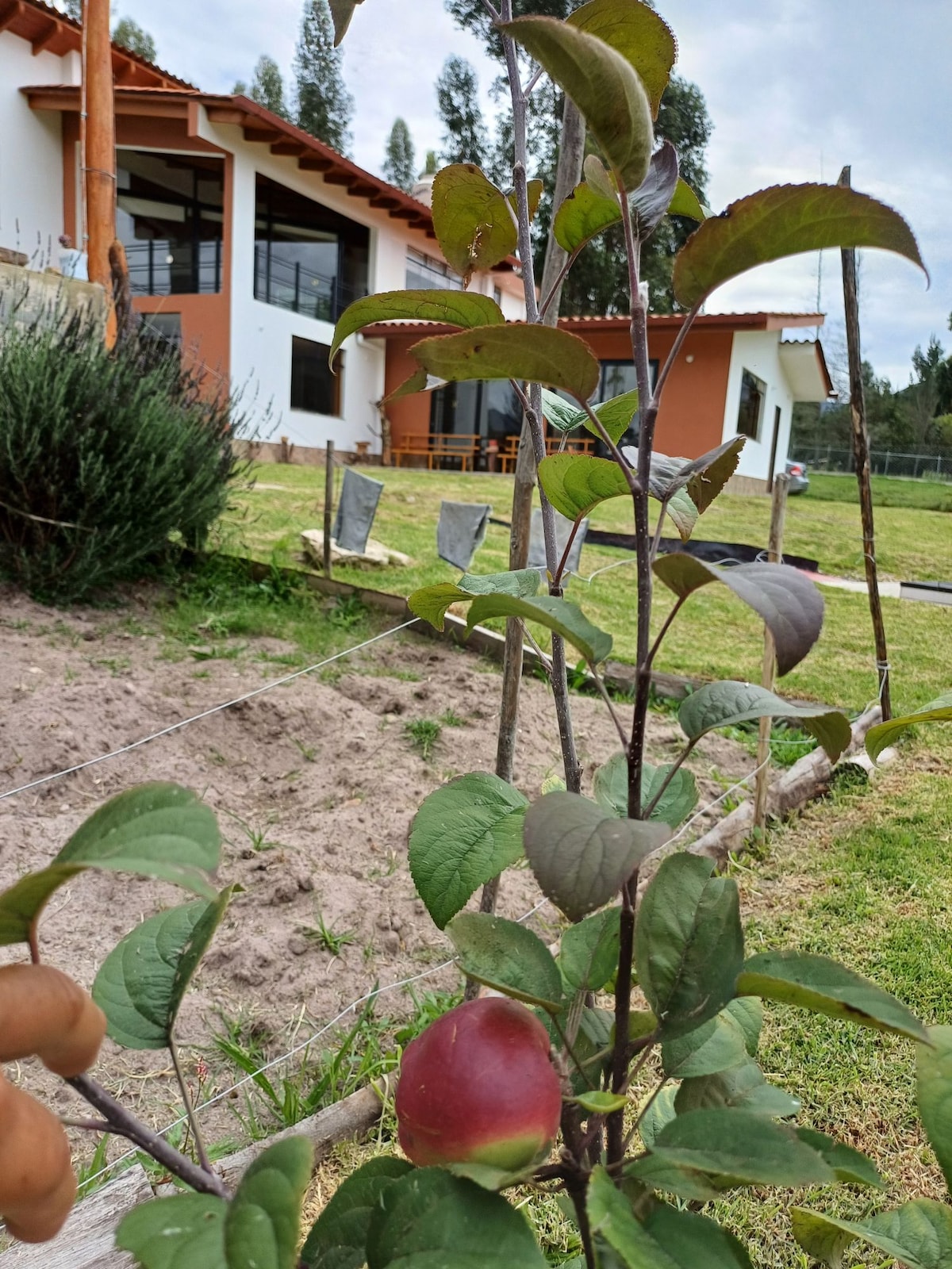 A young apple tree is visible in the foreground, featuring a single ripe apple among its green leaves. In the background, a modern house is partially seen, showcasing large windows and a welcoming outdoor space. The surrounding grassy area adds to the natural ambiance.