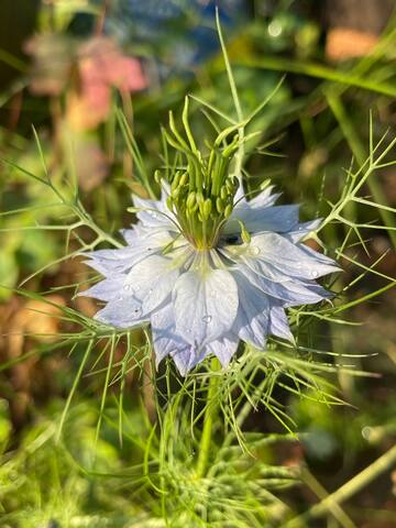 Period Victorian house, big garden, no parties.