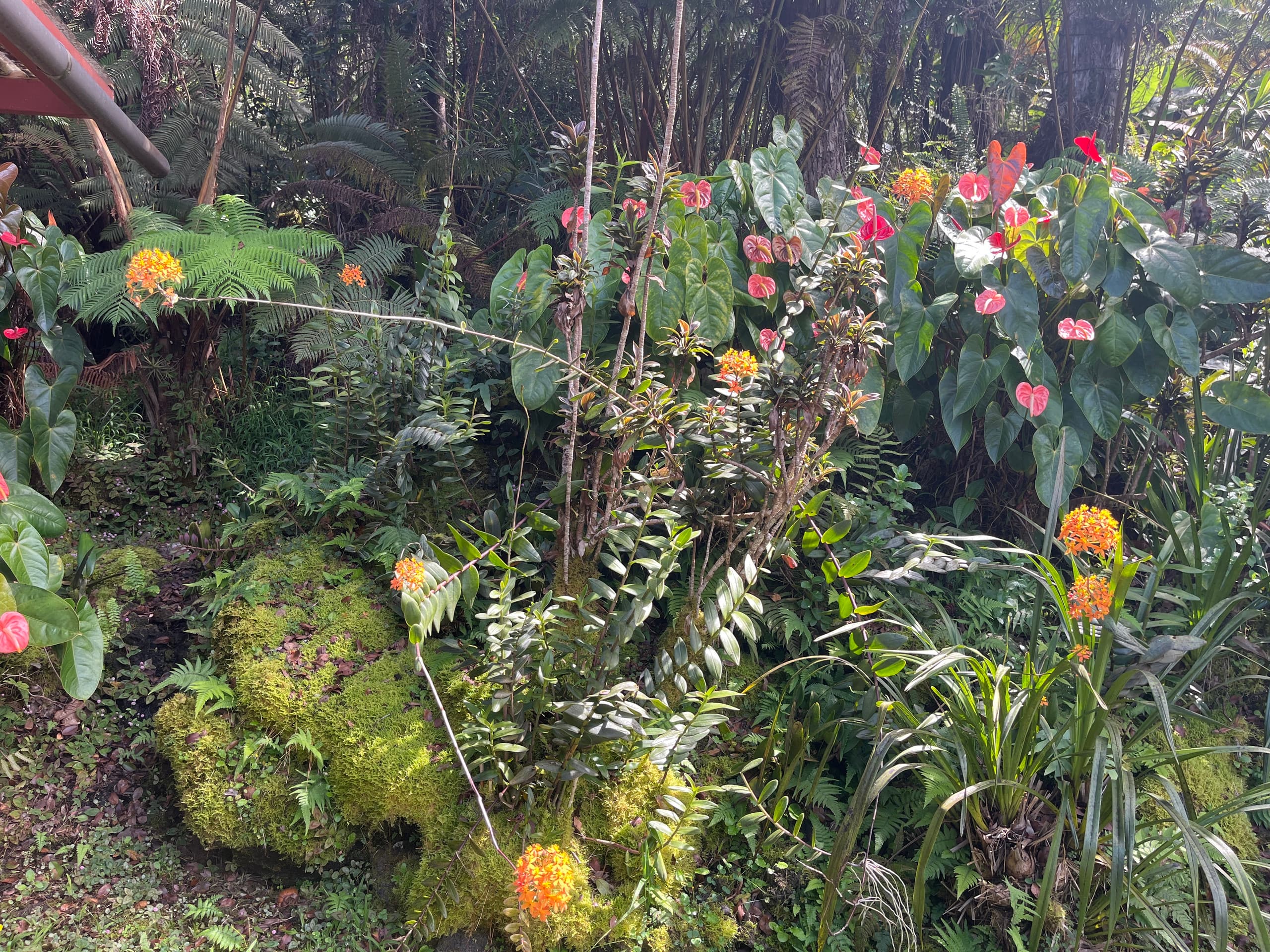 Foster's Ohia Hale - Image 10