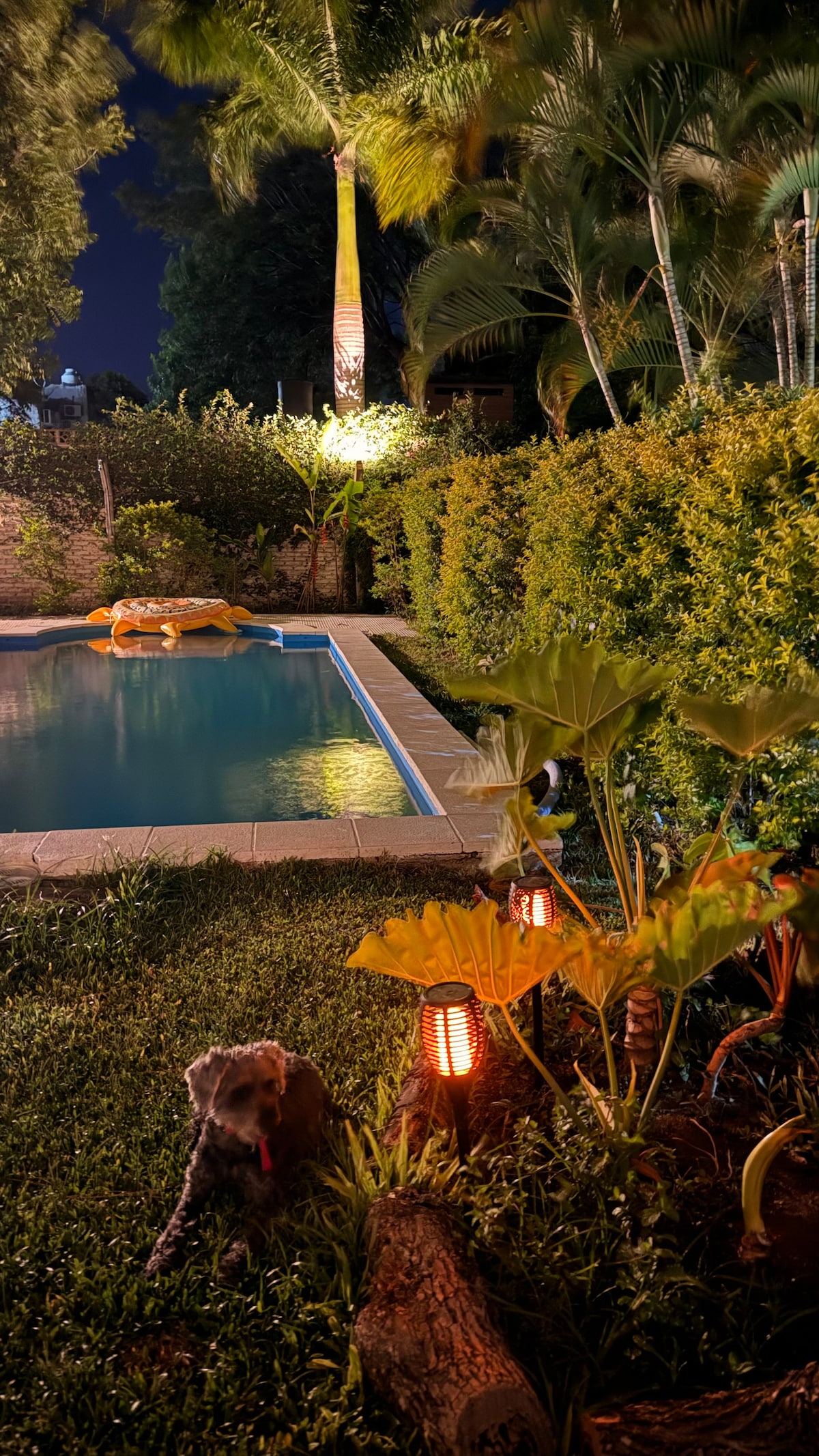 A serene nighttime scene is captured by the poolside, where soft lighting illuminates the lush greenery. The tranquil water reflects the surrounding plants, while a small dog is seen sitting near vibrant foliage and warm accent lights.