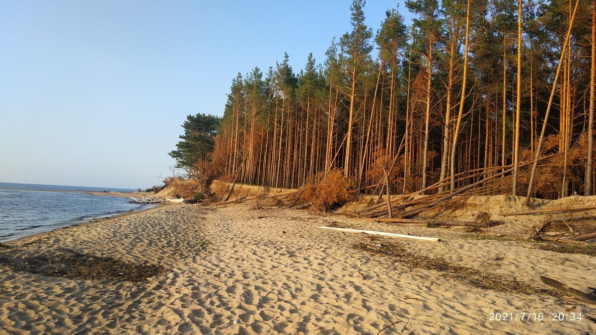 A sandy beach bordered by a calm sea is contrasted by tall, slender trees of a pine forest. The shoreline is marked by scattered driftwood and natural debris. Sunlight casts a warm glow, enhancing the serene environment created by the combination of water and greenery.