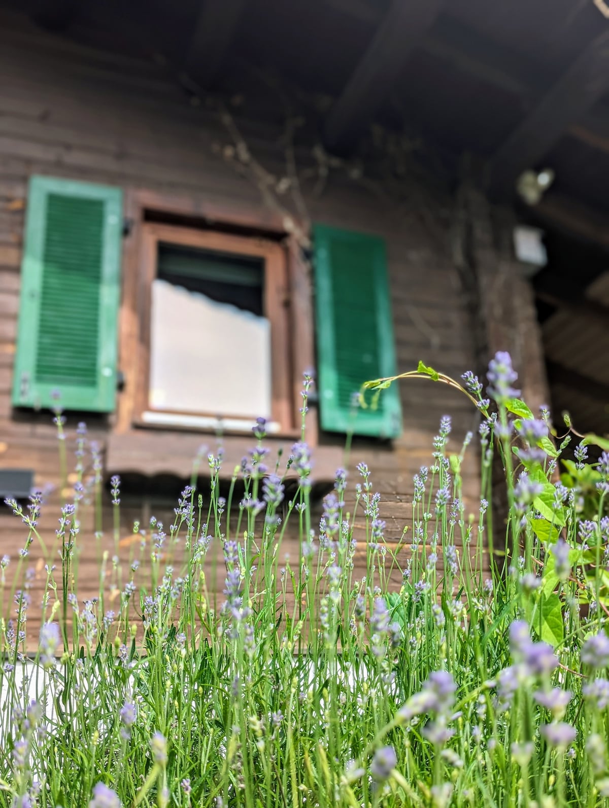 The image depicts a view of a rustic wooden house featuring green-shuttered windows. In the foreground, delicate lavender plants create a natural frame, adding a touch of color to the earthy tones of the structure.
