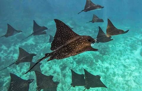 Voyager autrement. rêver !