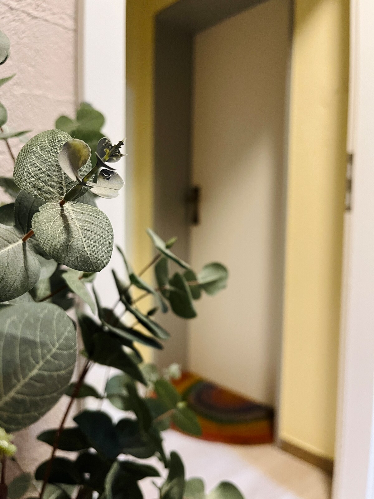 The image captures a soft focus on a green plant with round leaves, positioned near a door. The door, painted in a light hue, leads to a softly lit hallway with a colorful, circular mat visible at the entrance.