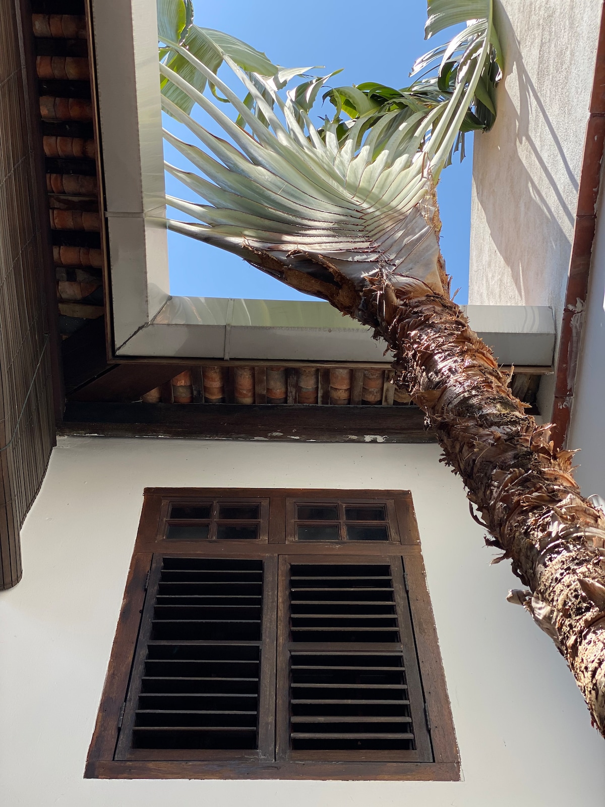 A tall palm tree reaches upward, its fronds framed by the blue sky. Below, a wooden window with shuttered slats adds an architectural detail to the serene courtyard, where natural light filters softly through the open space.