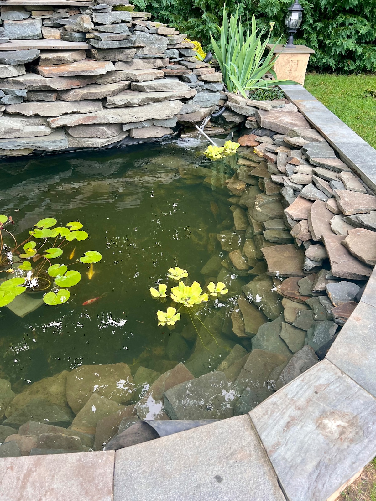 A serene pond is framed by naturally stacked stones, with calm water reflecting surrounding greenery. Yellow water lilies float on the surface, and goldfish can be seen swimming beneath the water. The peaceful setting is enhanced by a lush garden backdrop.