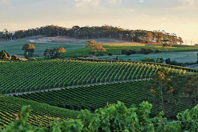 Lush green vineyards stretch across gently rolling hills, showcasing rows of grapevines reaching towards the horizon. Trees and natural vegetation are visible atop the distant hills, creating a serene backdrop. The scene is bathed in soft, warm light, suggesting a tranquil ambiance.